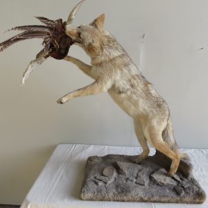Coyote catching Pheasant C-111LS