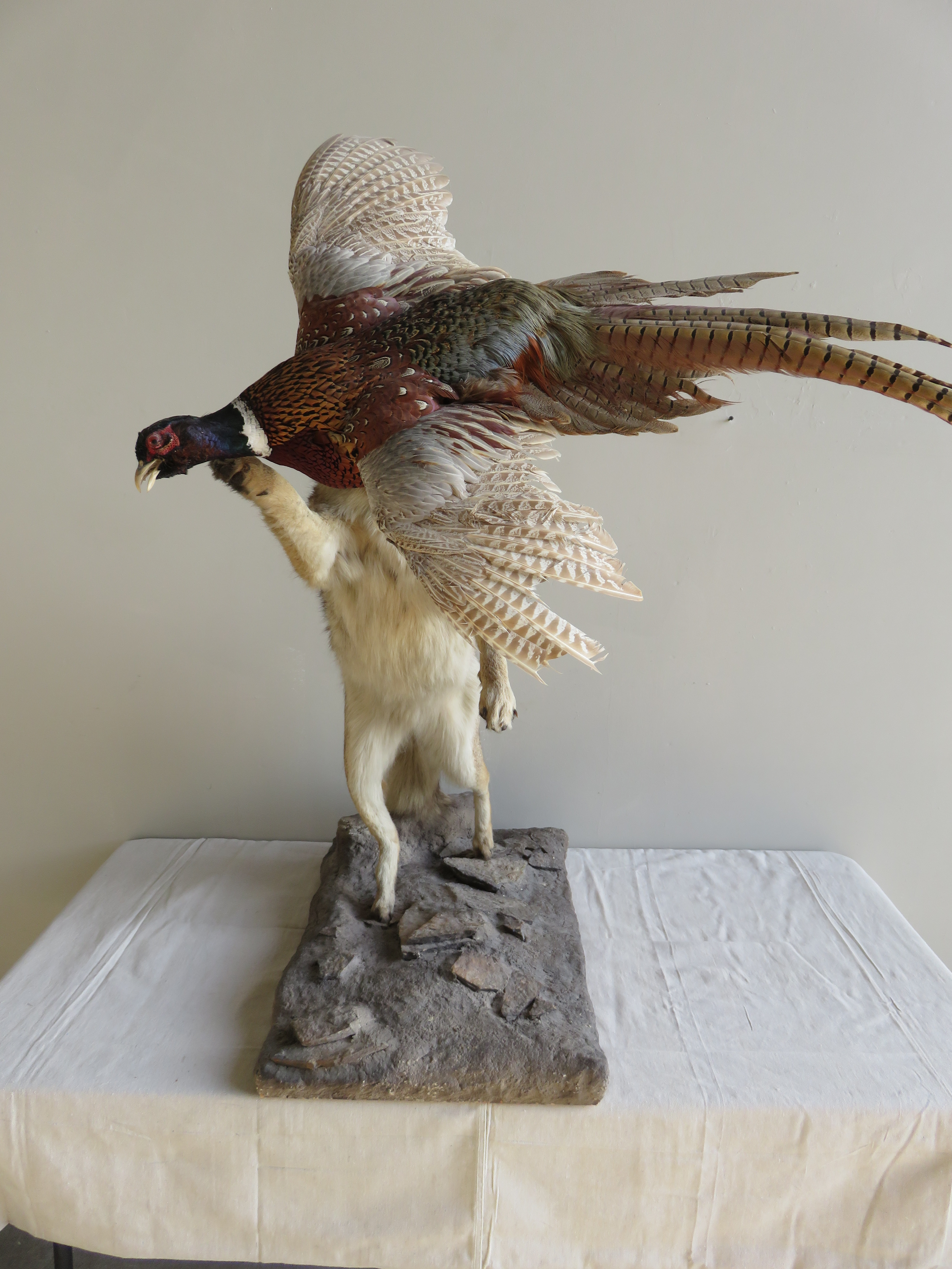 Coyote Catching A Bird Full Body Taxidermy Mount