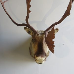 Barren Ground Caribou Shoulder Mount O-113C
