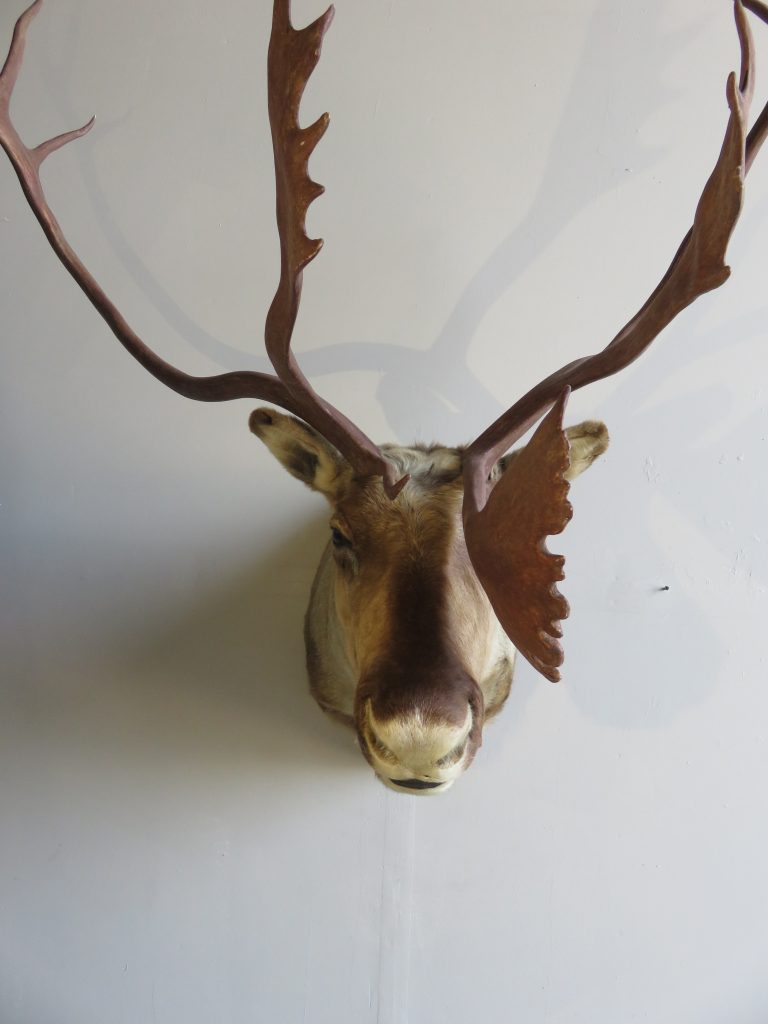 Barren Ground Caribou Shoulder Mount O-113C – Mounts For Sale
