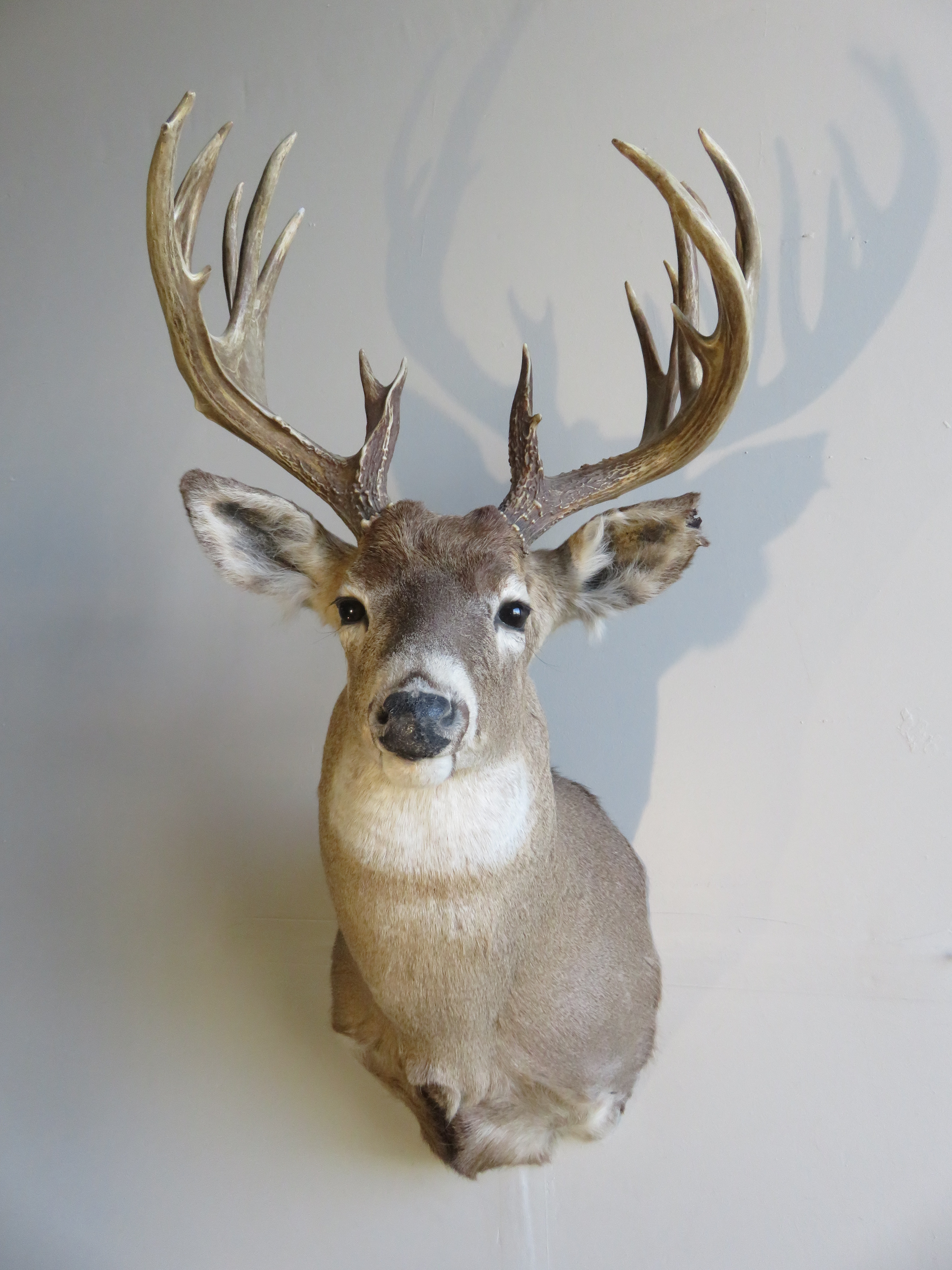 Whitetail Shoulder Mount for Sale 18 point rack W 132