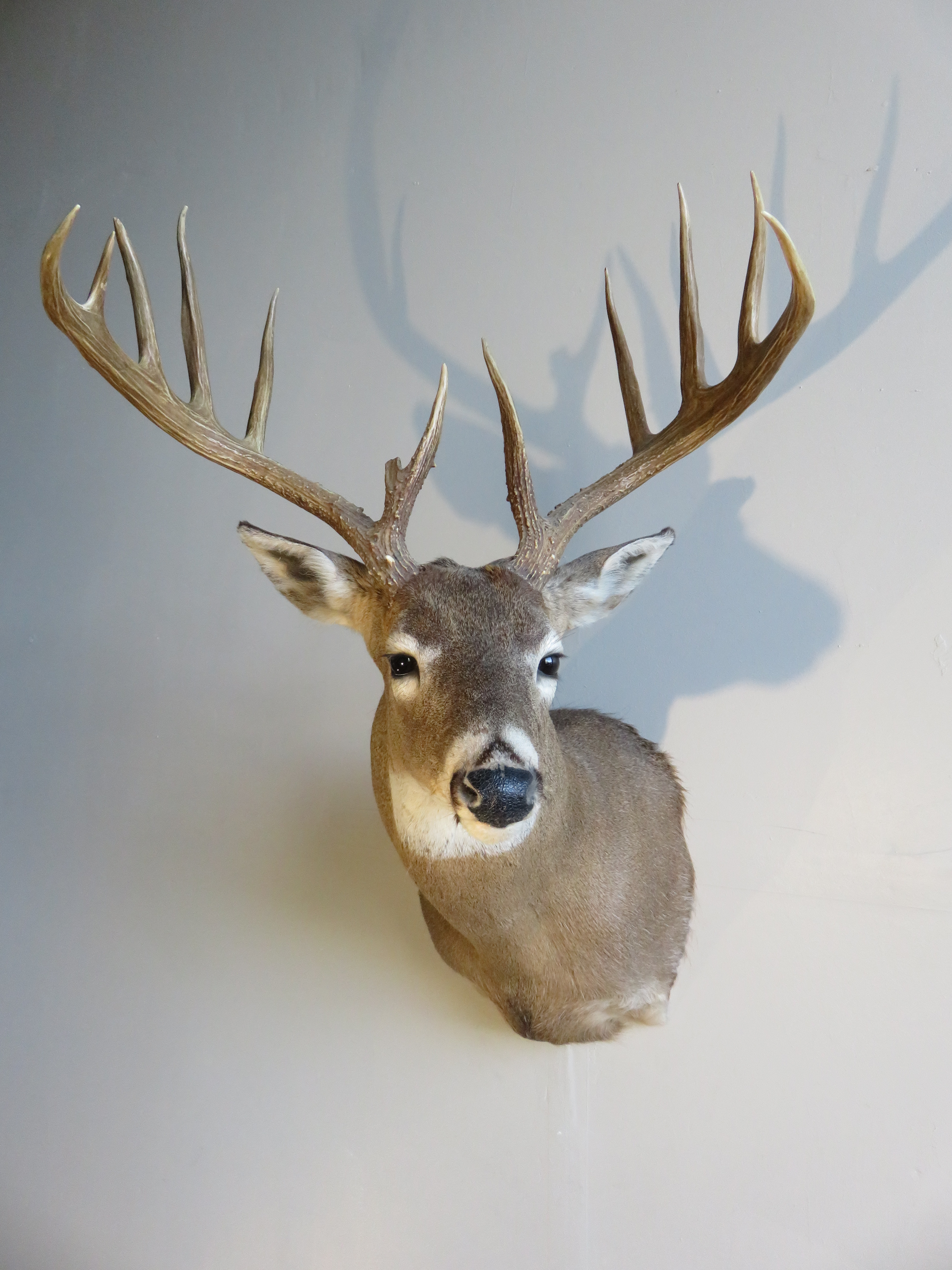 Whitetail Buck Shoulder Mount for Sale W133 Mounts For Sale. 