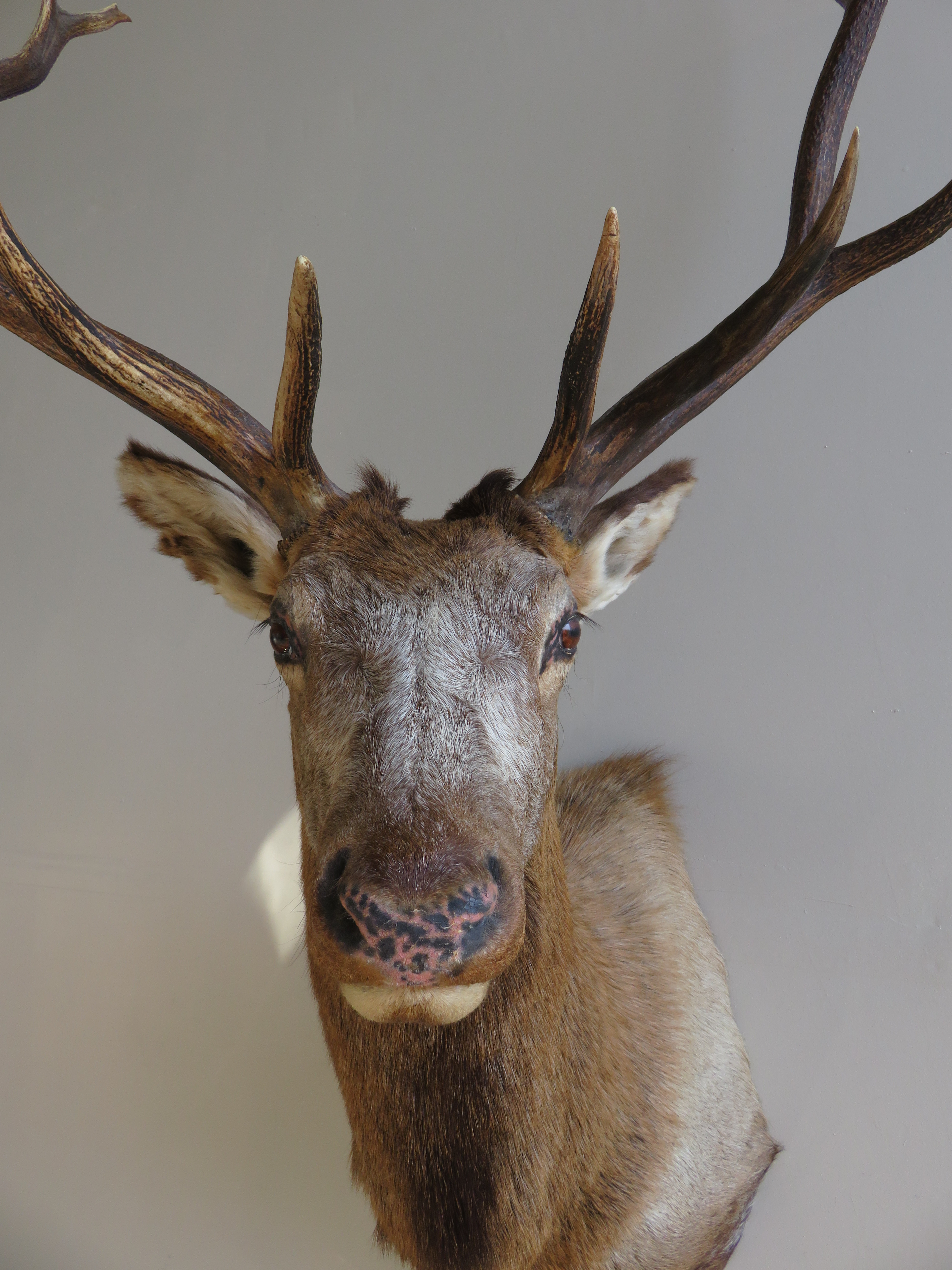 Elk Taxidermy Shoulder Mount for sale. - Unusual Coloring E-111