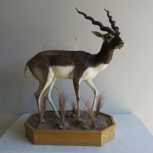 Blackbuck Life Size Taxidermy Mount - X-111BB