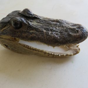 Alligator Taxidermy Head Mount - Small A-102H