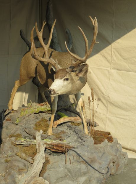 Trophy Mule Deer Life Size Mount in Stream Bed M-134LS – Mounts For Sale