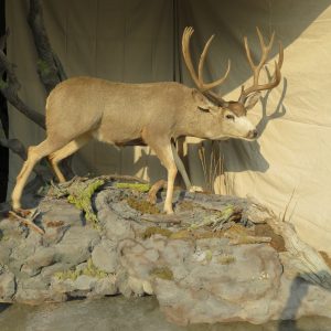 Trophy Mule Deer Life Size Mount in Stream Bed M-134LS