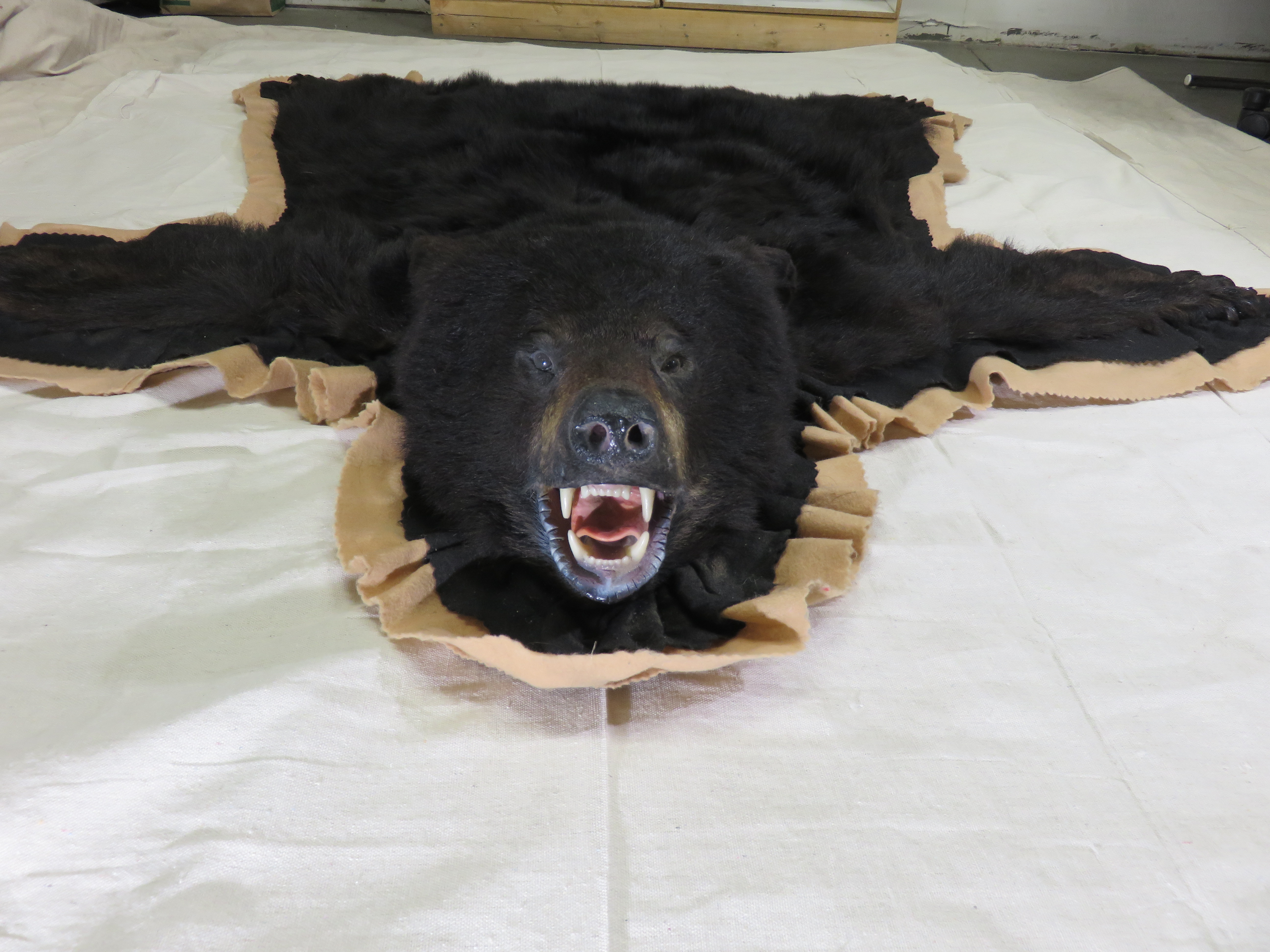 Alaskan Black Bear Taxidermy Rug For, Black Bear Rug