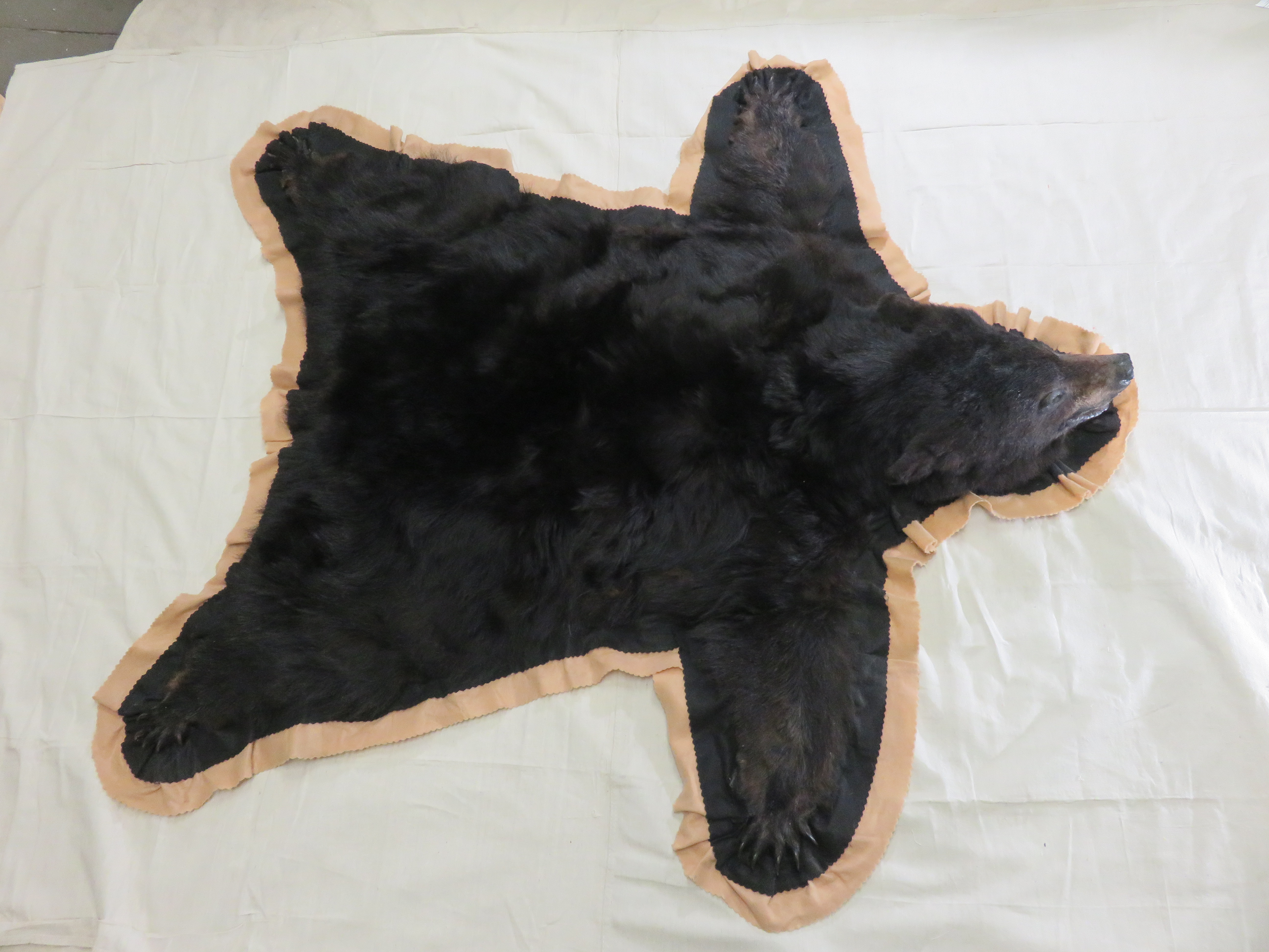 Alaskan Black Bear Taxidermy Rug For, How To Display Bear Skin Rug