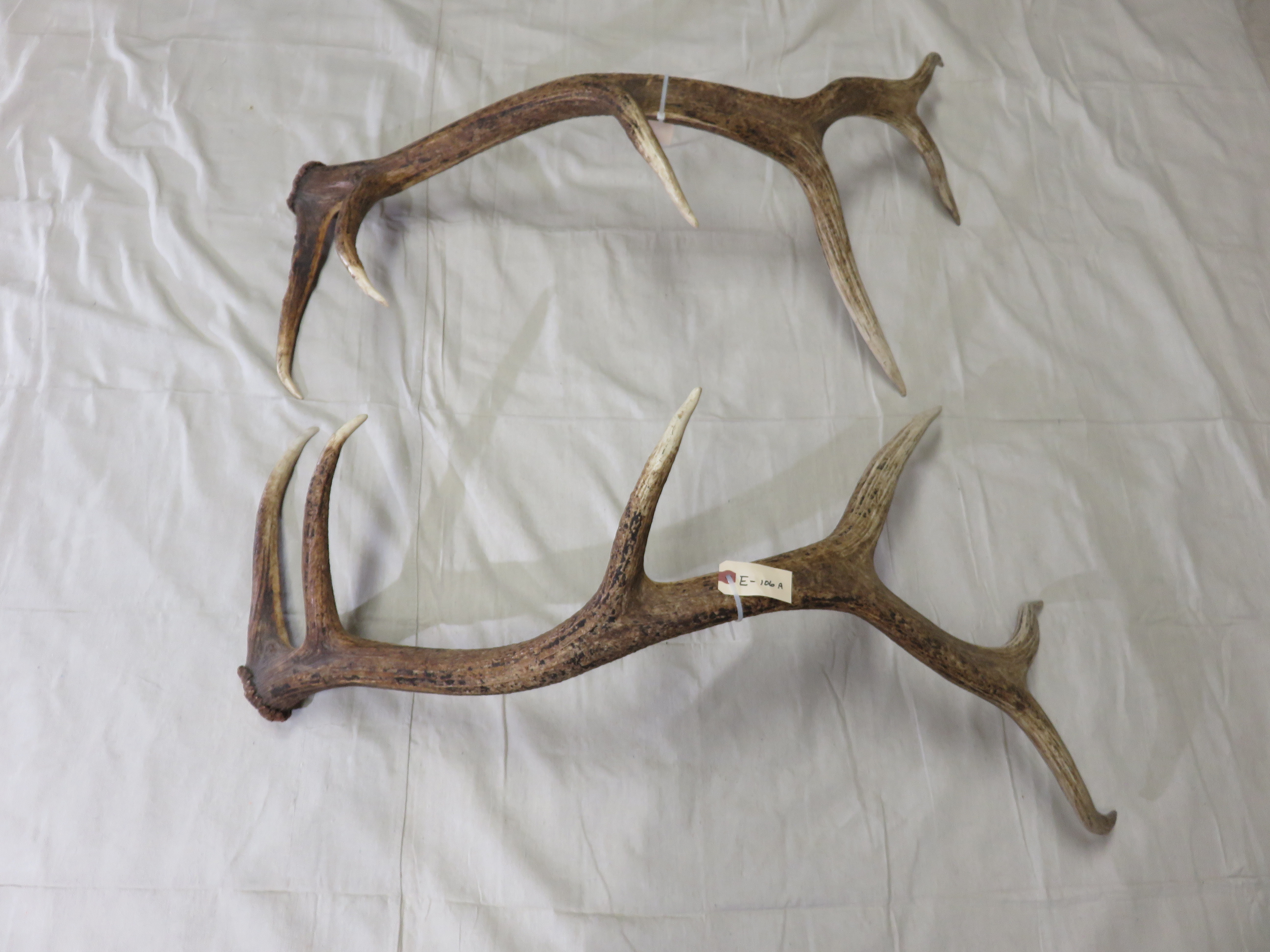 Elk Shed Antlers for sale. E-106S – Mounts For Sale