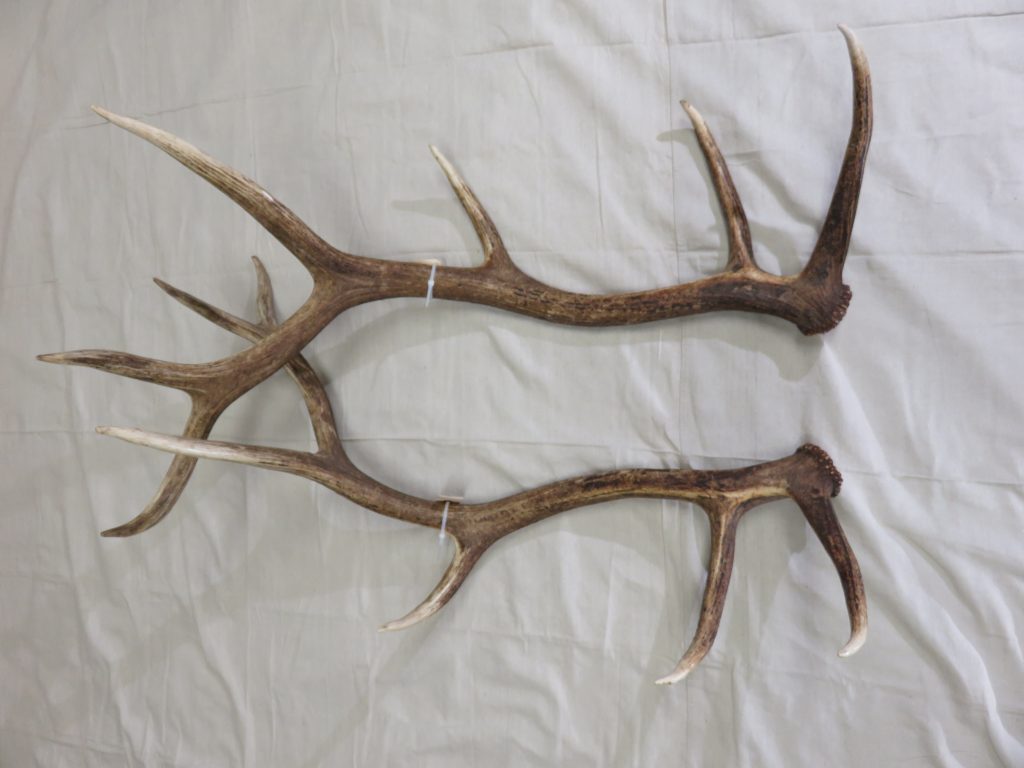 Elk Shed Antlers for sale. E106S Mounts For Sale