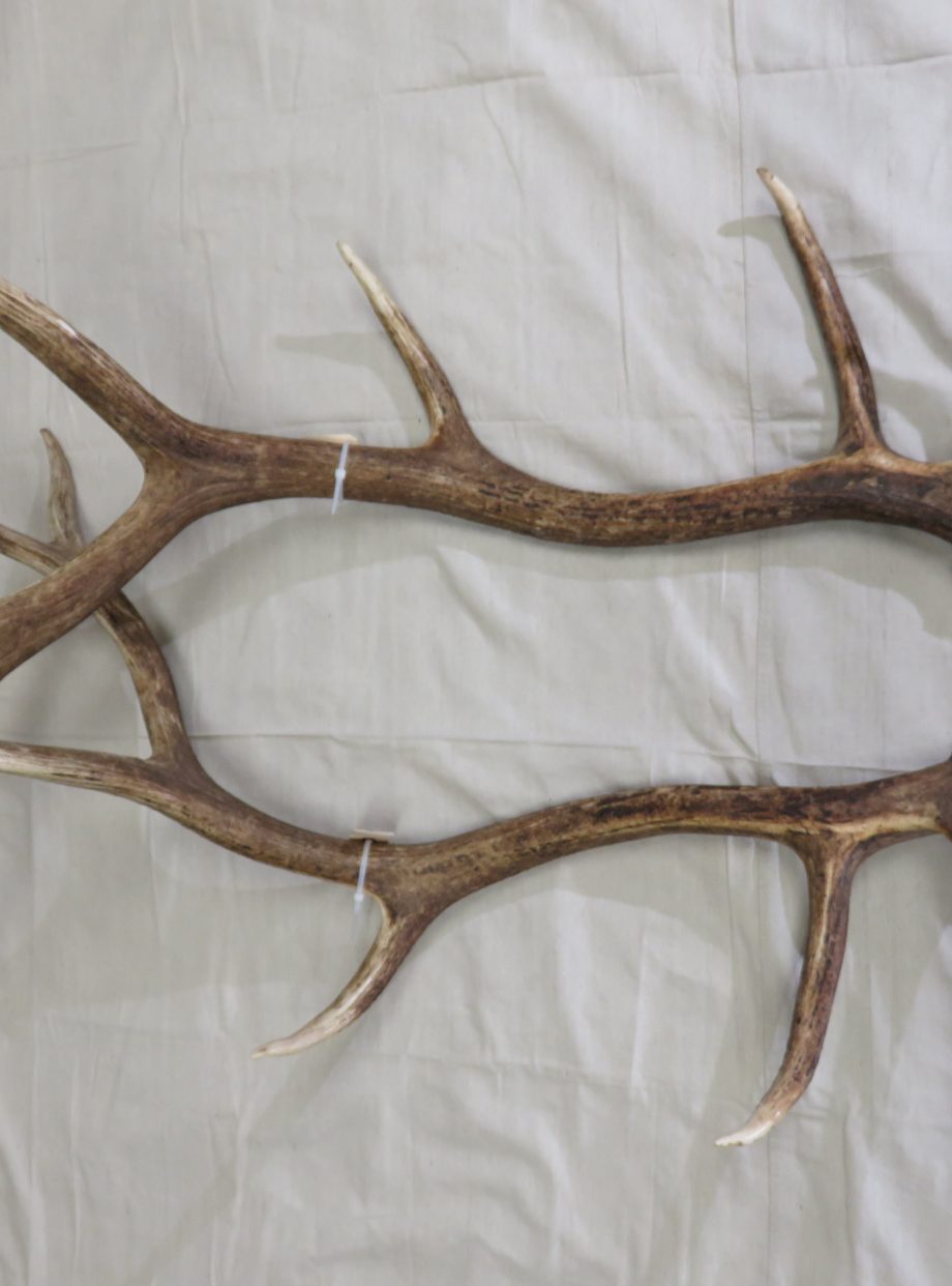 Elk Shed Antlers for sale. E106S Mounts For Sale