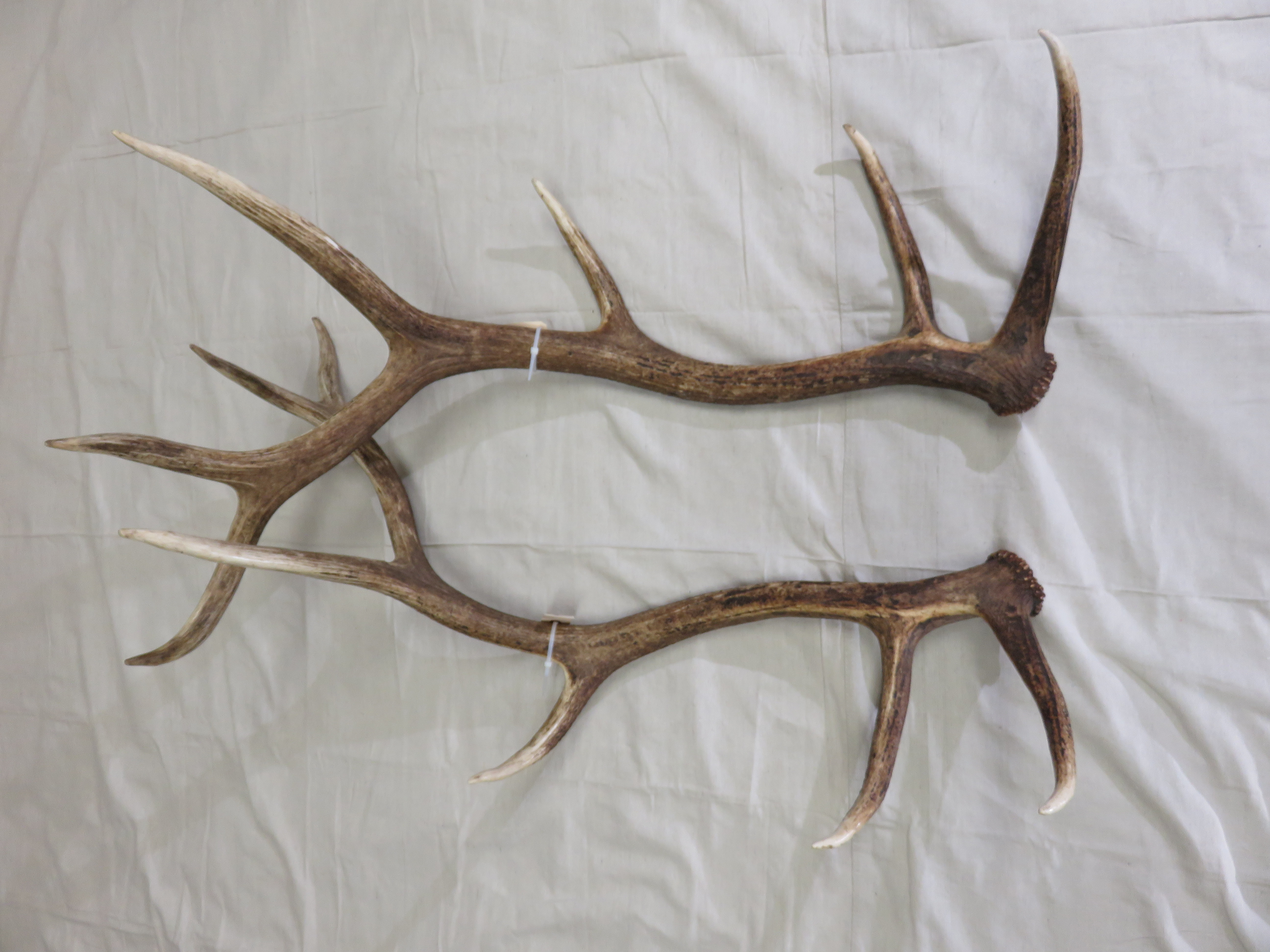 Elk Antlers Mounted