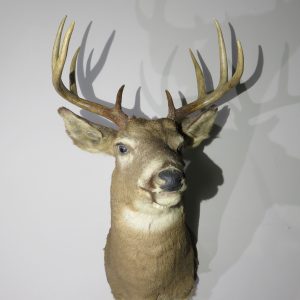 Whitetail Buck shoulder mount for sale.  W-137S