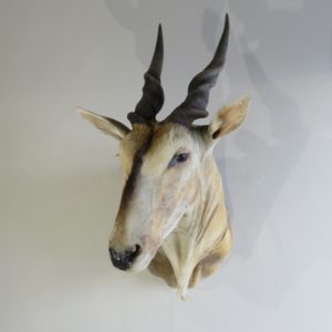 African Eland Shoulder Mount for Sale.  X-117E