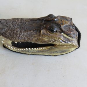 Alligator Head Small Taxidermy Mount for sale.  A-103H