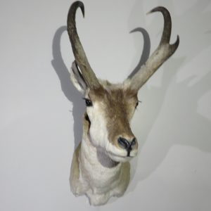 Pronghorn Antelope Buck- Mount for sale.  A-124P