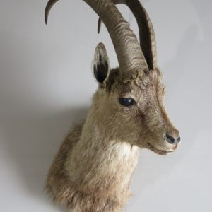 Cross Ibex  Mount for sale.  S-116G