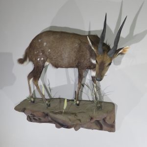 African Bushbuck Life Size Mount for sale.  X-121BU