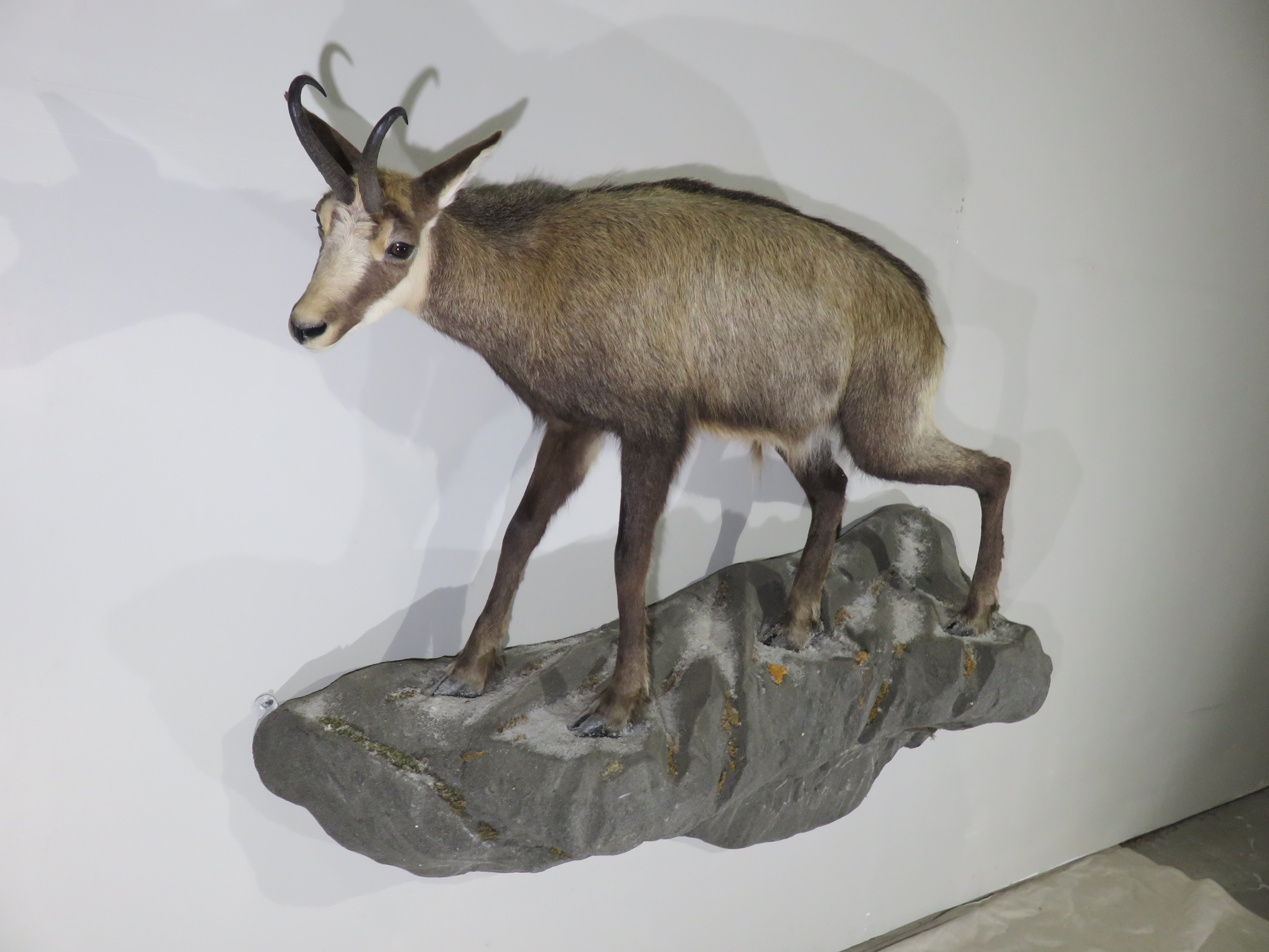 Chamois taxidermy mount SKU 2587 - All Taxidermy