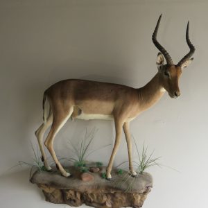 Impala Life Sized mount for sale. X-123IM