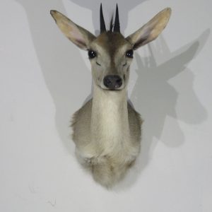 African Grey Duiker Shoulder Mount for Sale.  X-127DU