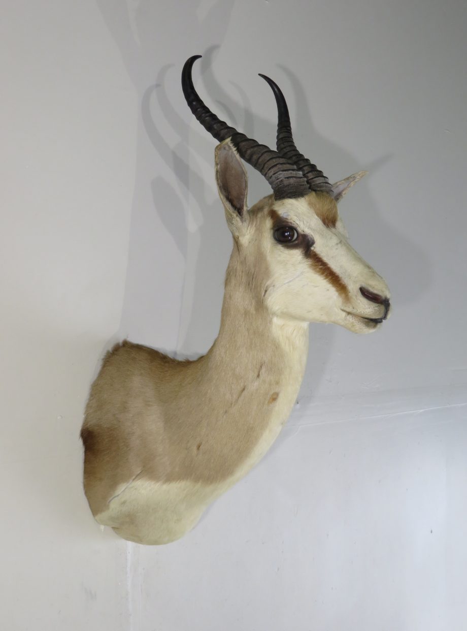Springbok Shoulder Mount for Sale. X-130SB – Mounts For Sale
