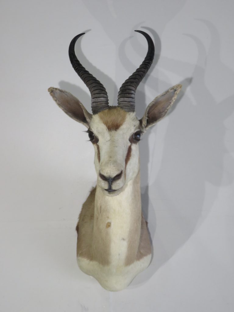 Springbok Shoulder Mount for Sale. X-130SB – Mounts For Sale