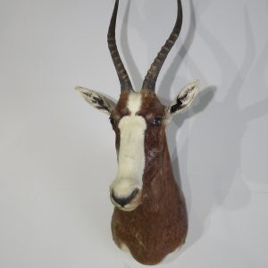 African Blesbok Taxidermy Mount for Sale. X-131BB