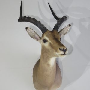 African Impala Taxidermy mount for sale.  X-132IM