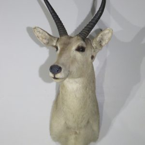 Common Reedbuck Taxidermy Mount for Sale.  X-133RB