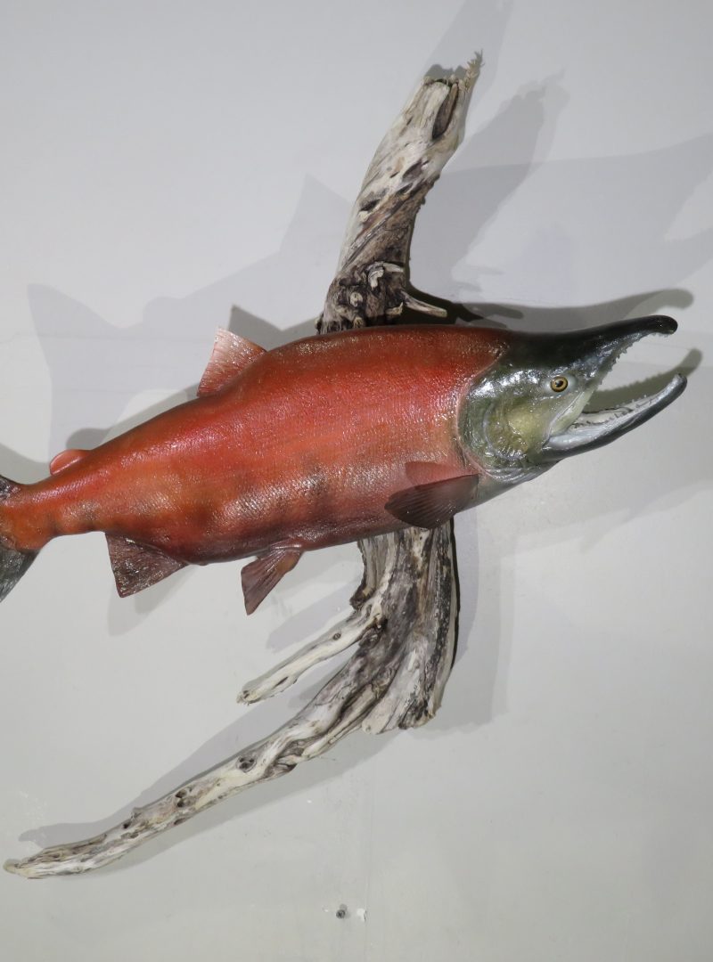 Sockeye Salmon Taxidermy mount for sale. F103SS Mounts For Sale