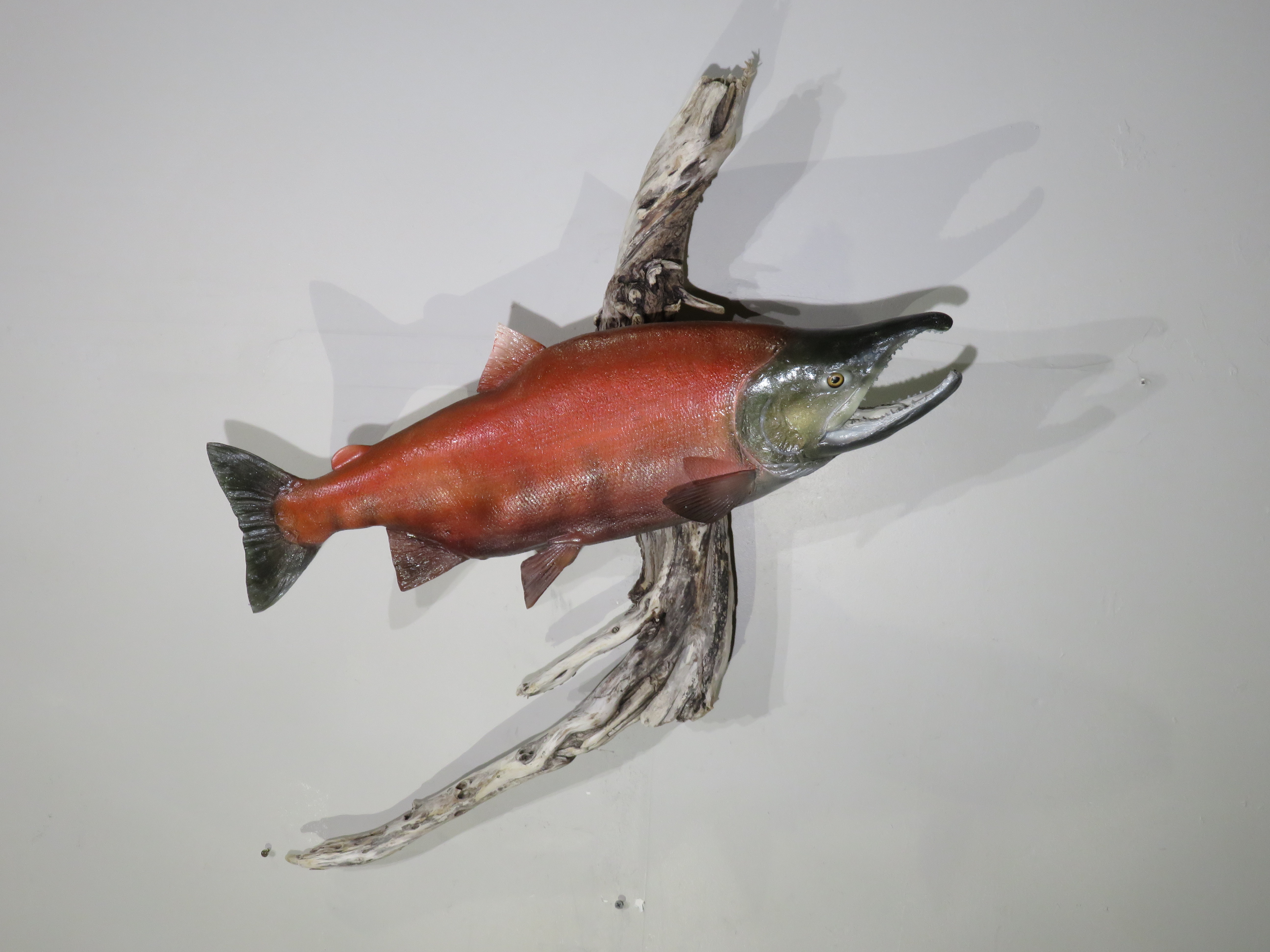 Sockeye Salmon Taxidermy mount for sale. F-103SS