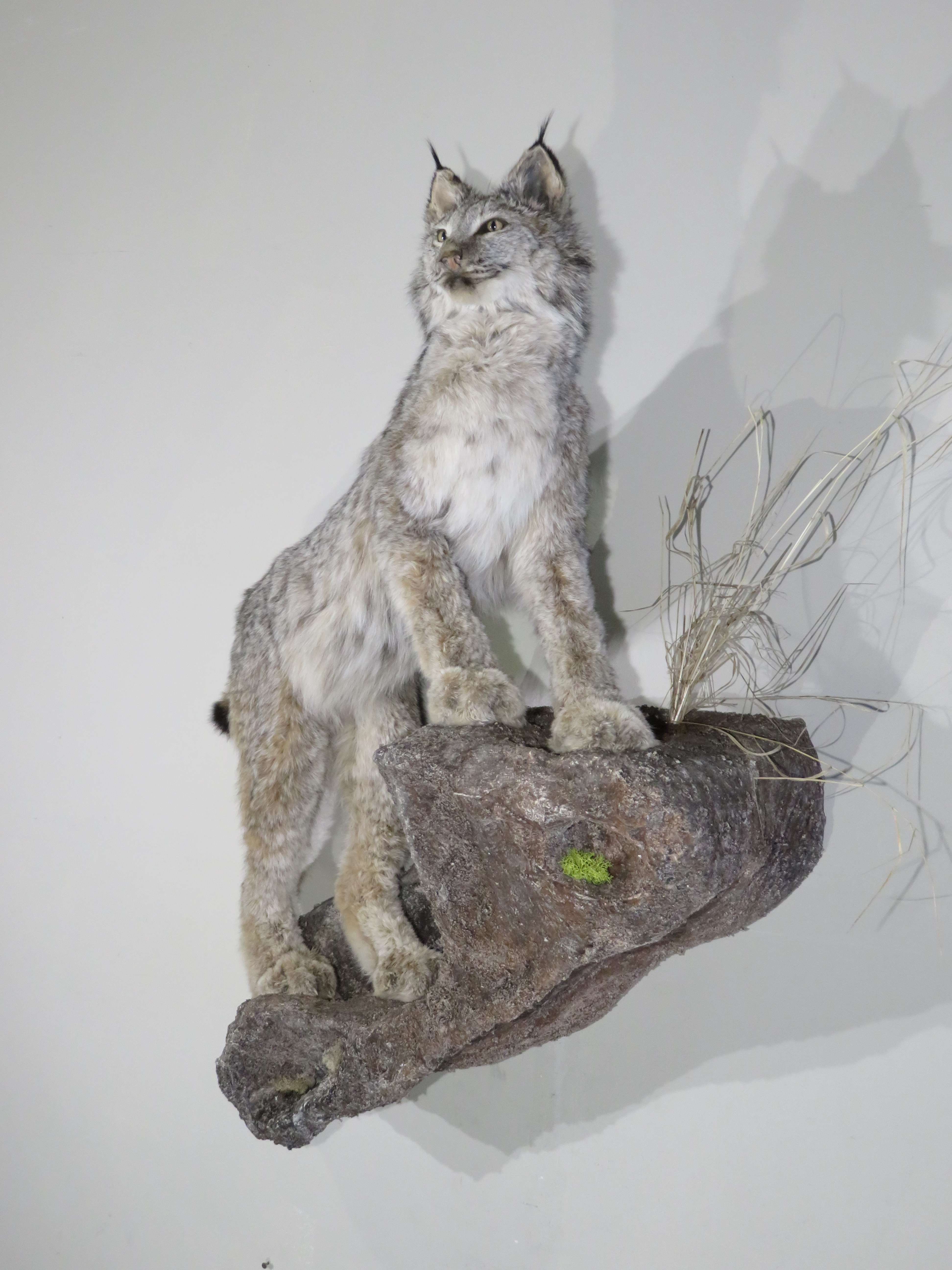 Lynx Life Sized Taxidermy mount on terrain base for sale. C109LY