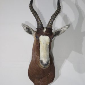 African Blesbok Shoulder mount for sale.  X-135BL