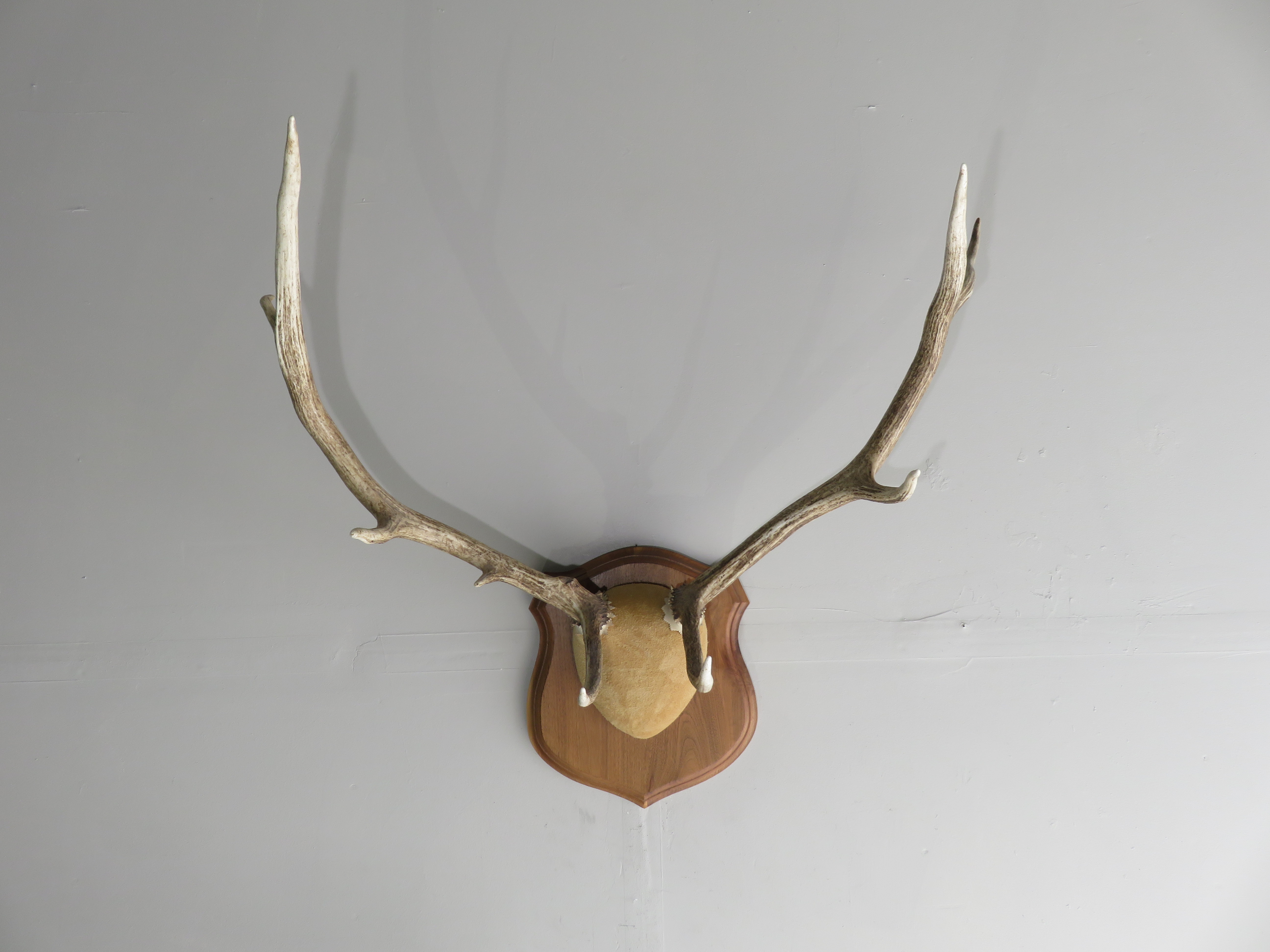 Huge deer antlers for sale