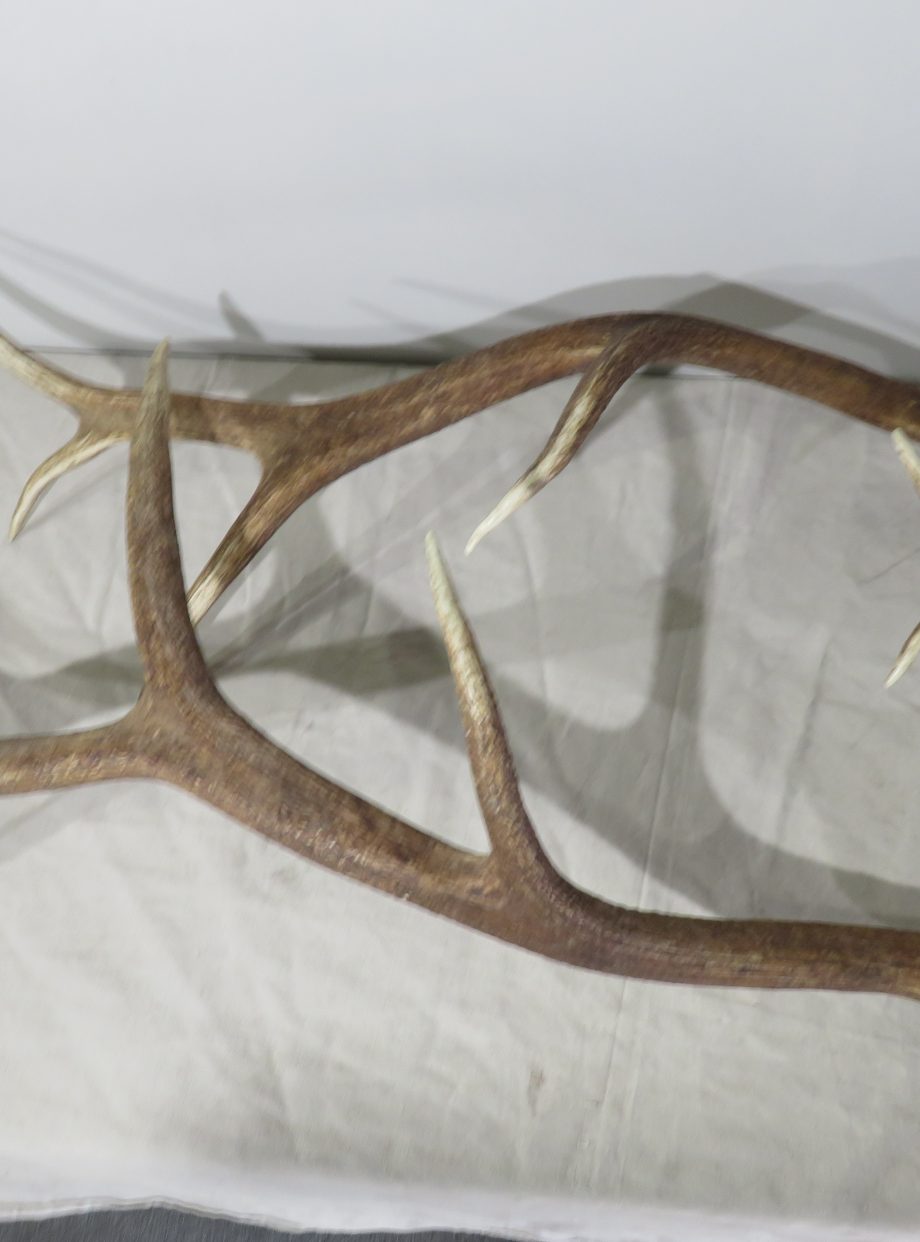 Rocky Mountain Elk set of heavy antlers for sale. E119A Mounts For Sale