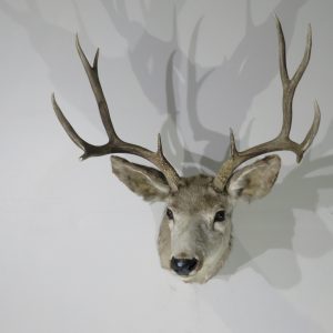 Vintage Mule Deer Shoulder Mount (5x5) for sale.  M-135S