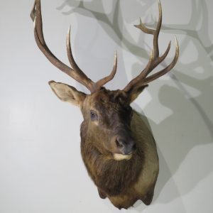 Large Shoulder mount of Rocky Mountain Bull Elk for sale.  E-118S