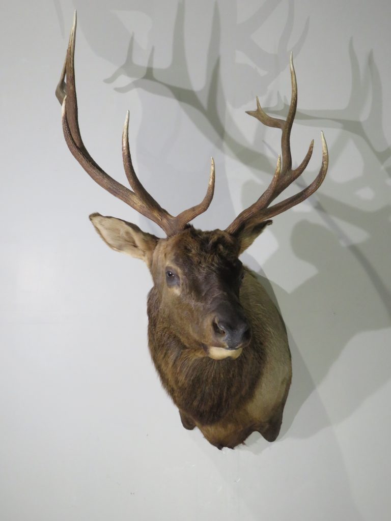 elk mount bull mountain taxidermy shoulder mounts rocky 118s