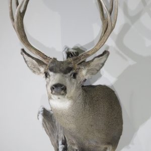 Mule Deer Taxidermy Mount with Terrain for sale.  M-136S