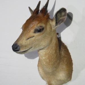 Bush Duiker Shoulder Mount for sale.  X-138DU