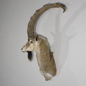 Nubian Ibex Taxidermy Shoulder Mount for sale.  O-118I
