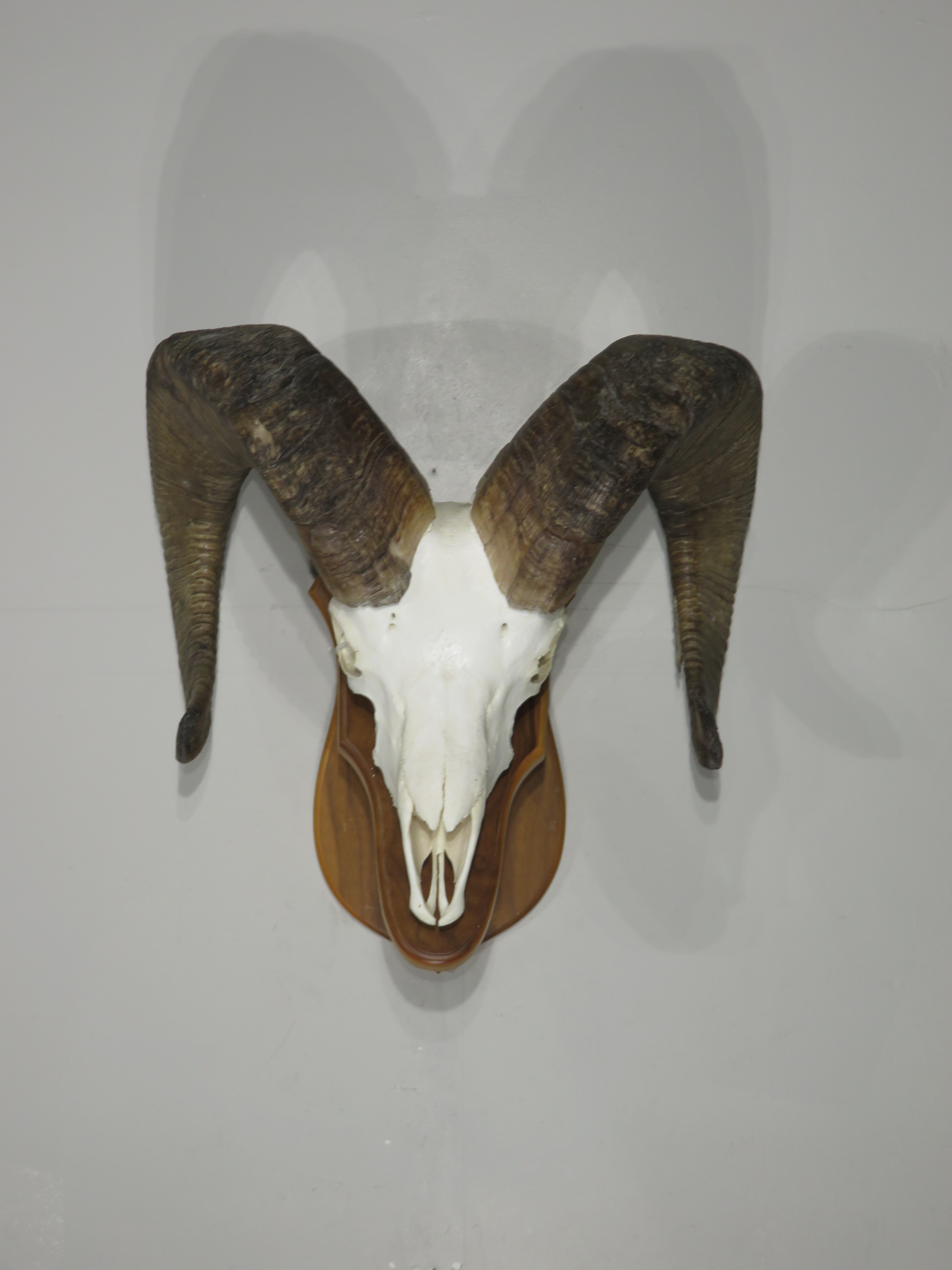 Desert Bighorn Sheep Skull