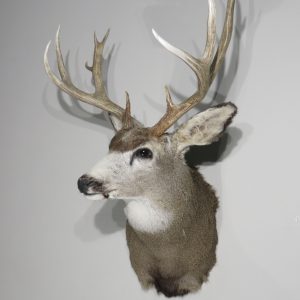 Mule Deer taxidermy mount for sale.  M-138S