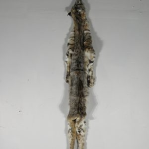 Bobcat Taxidermy Skin/Pelt for sale.  C-110BC