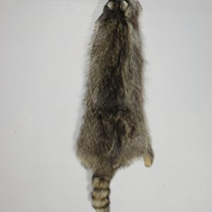 Raccoon Taxidermy Fur for sale.  P-116R