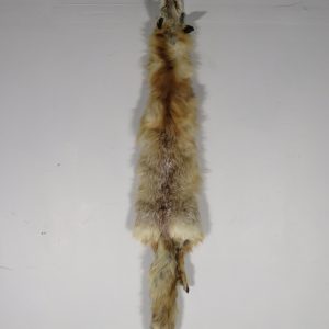 Fox Taxidermy skin for sale.  P-114CF