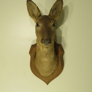 Roe Deer Doe taxidermy mount for sale.  X-136RO