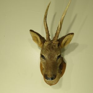 Roe Deer Buck Taxidermy mount for sale. X-137RO